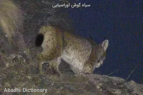 سیاه گوش اوراسیایی